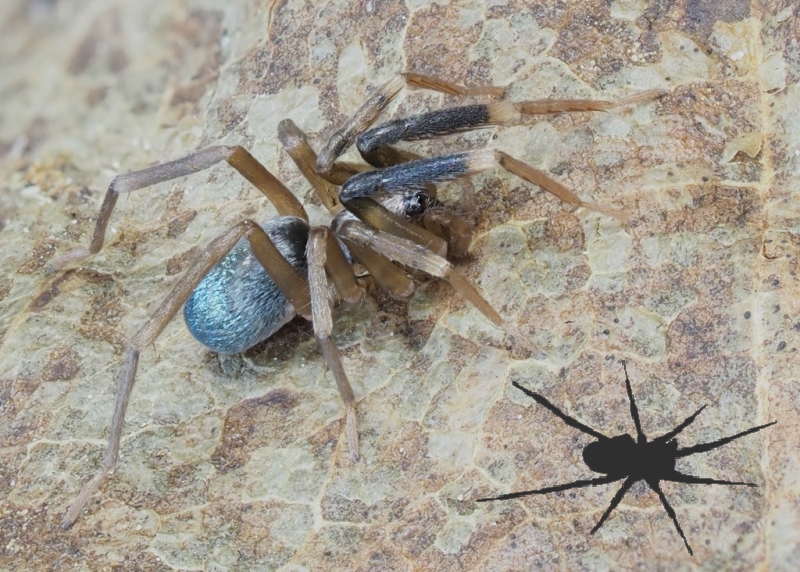 Phrurolithidae