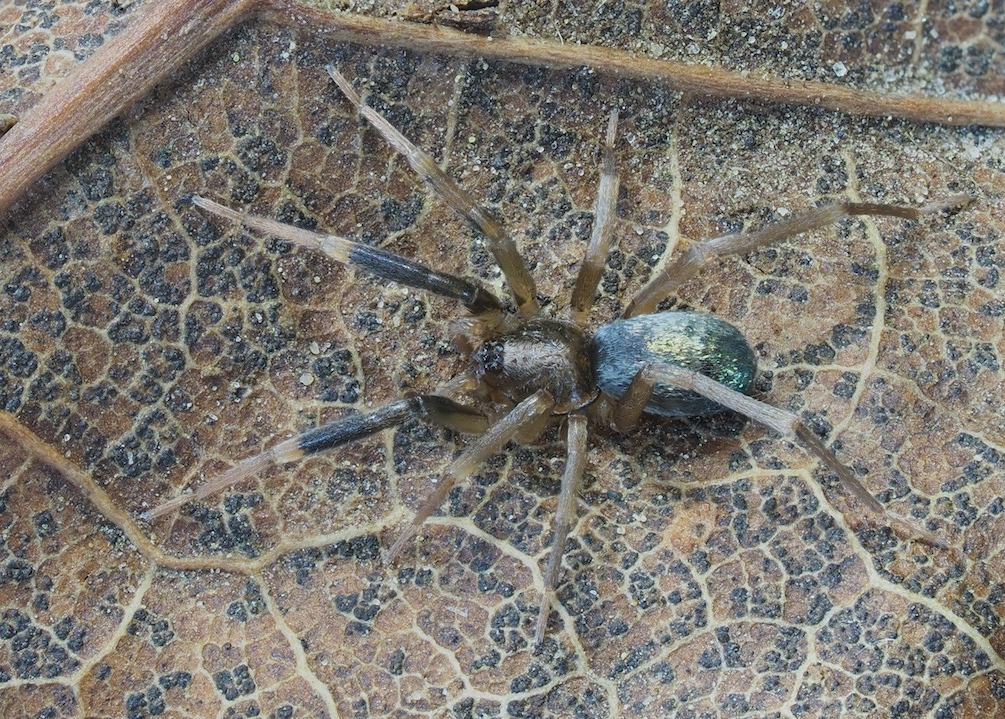 Phrurotimpus borealis