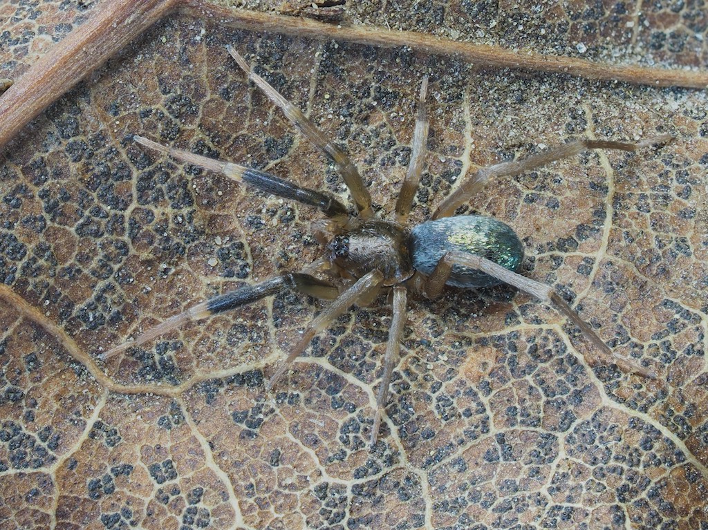 Phrurotimpus borealis found in The Arboretum. Photo by John Reaume. 