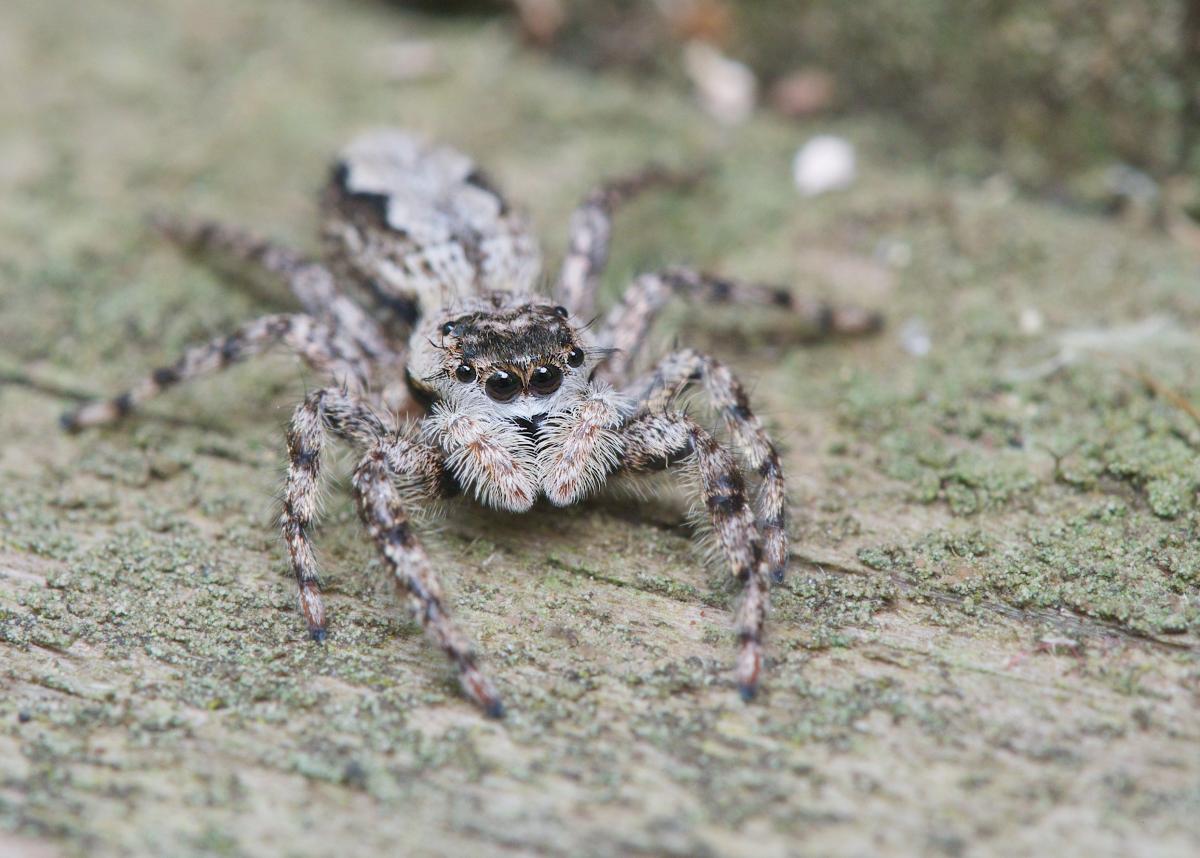 Platycryptus undatus. Photo by John Reaume. 