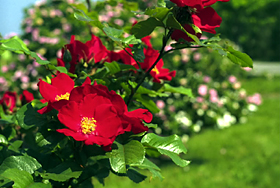 Robusta Rose