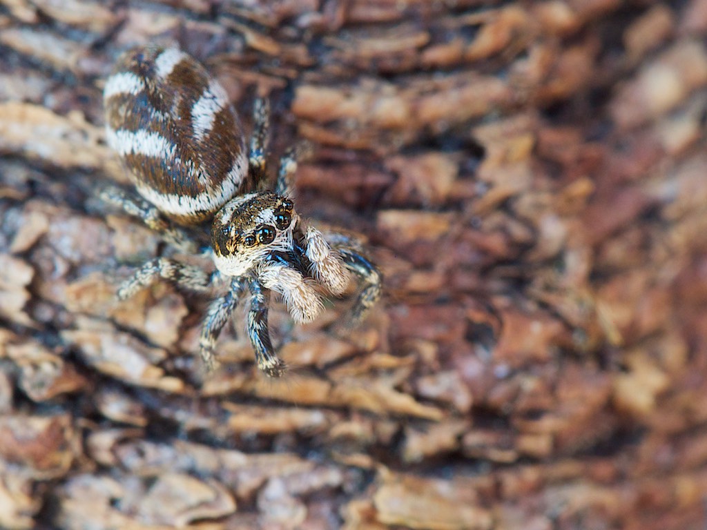 Salticus scenicus (Zebra Jumping Spider). Photo by John Reaume. 