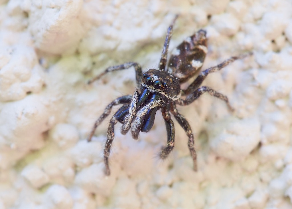 Salticus scenicus (Zebra Jumping Spider). Photo by John Reaume. 