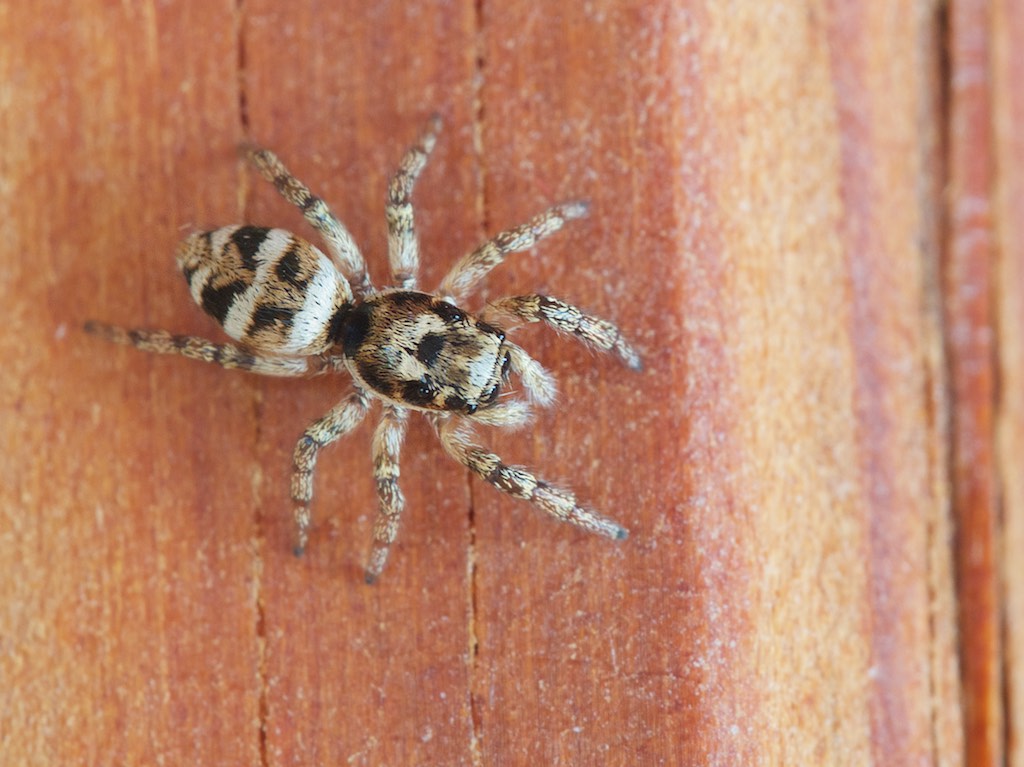 Salticus scenicus (Zebra Jumping Spider). Photo by John Reaume. 
