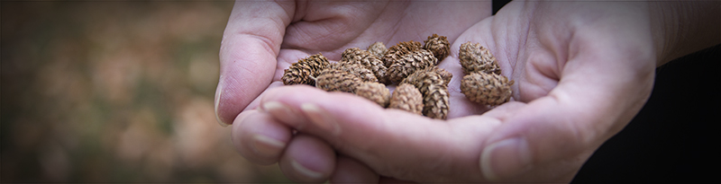 seeds in hands