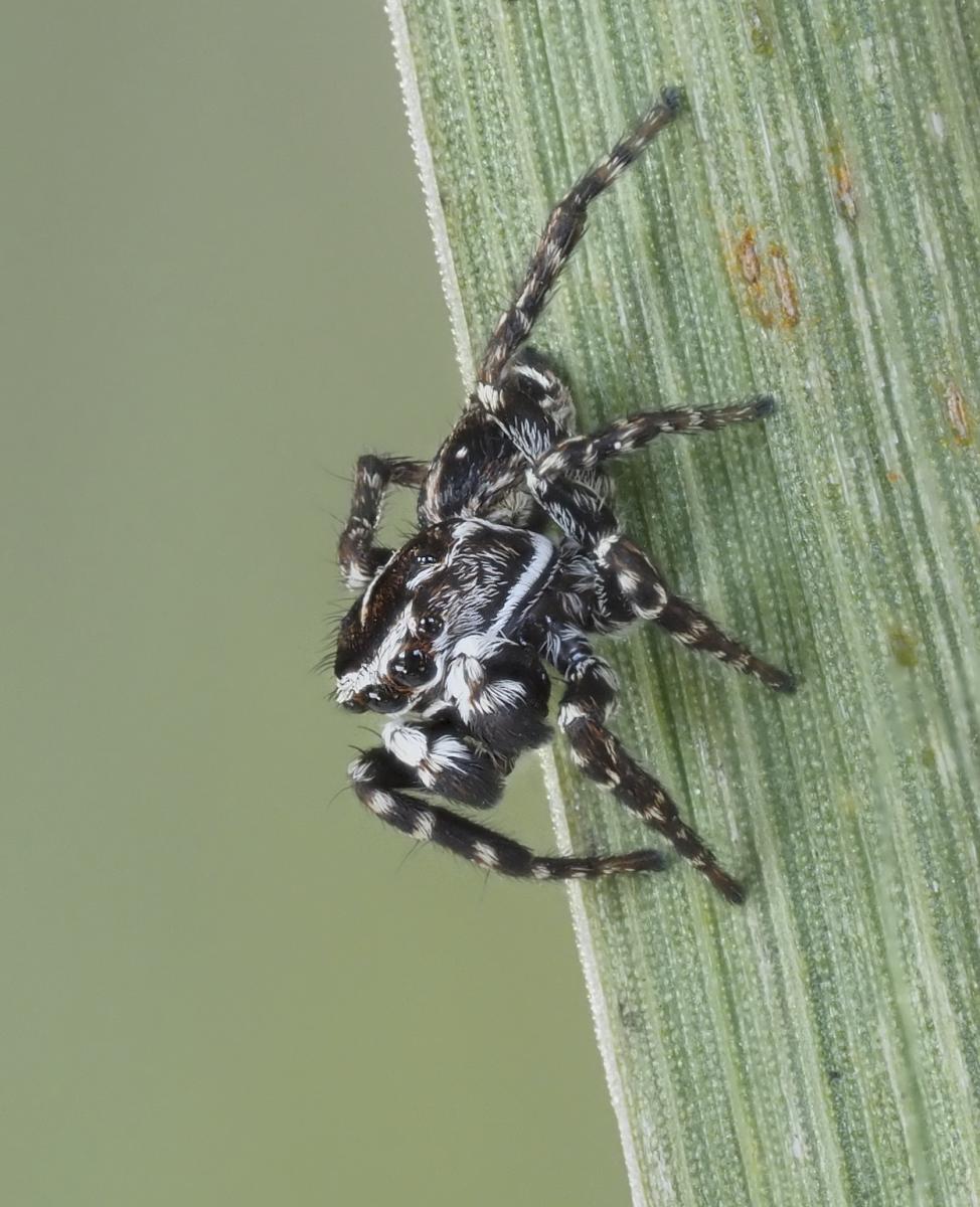 Male Sitticus floricola palustris. Photo by John Reaume. 
