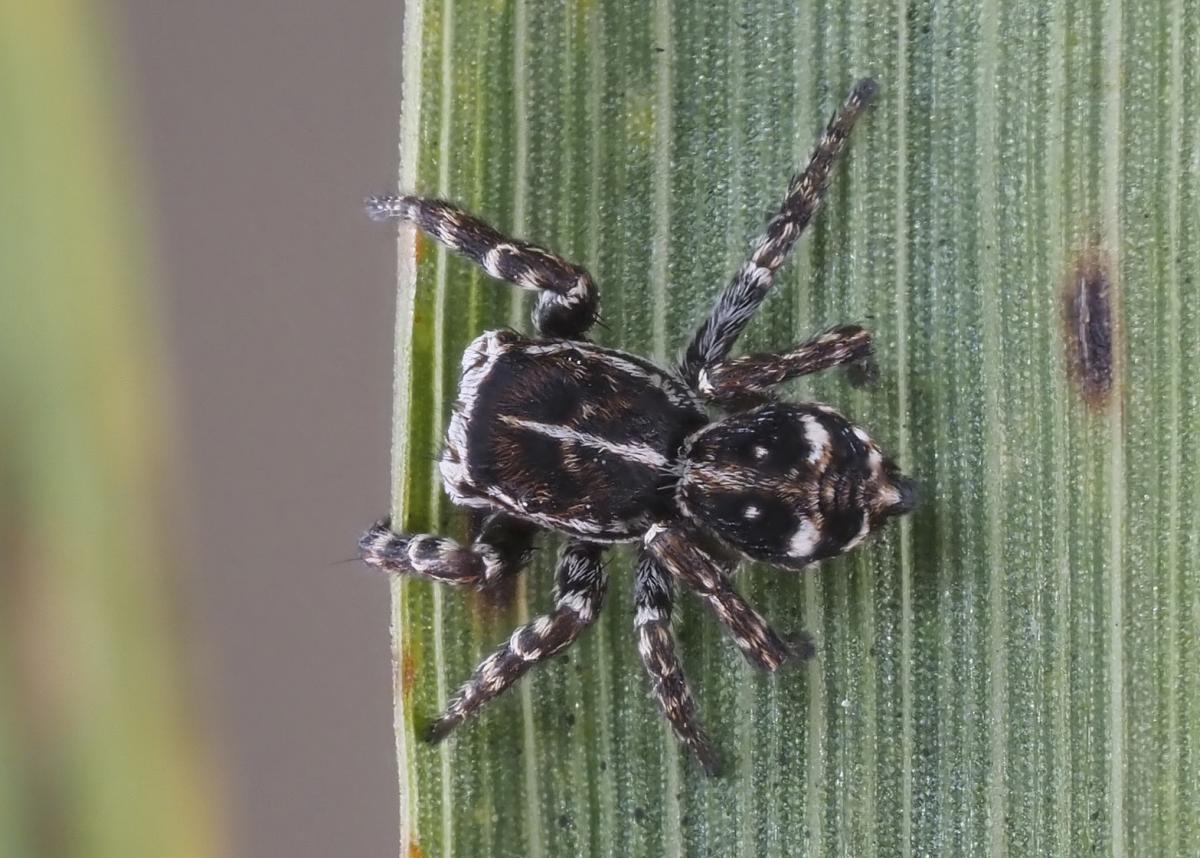 Male Sitticus floricola palustris. Photo by John Reaume. 