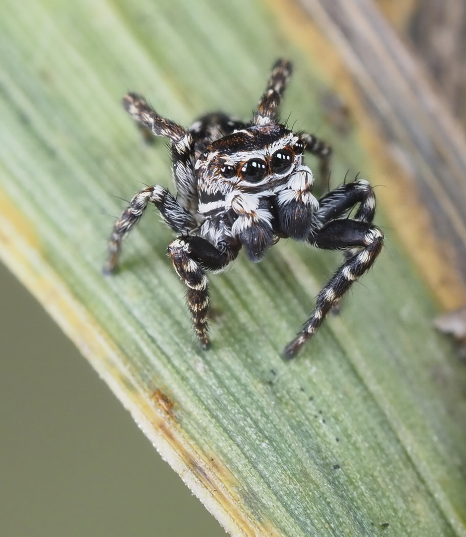 Male Sitticus floricola palustris. Photo by John Reaume. 