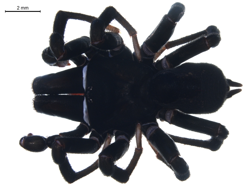 Sphodros niger
