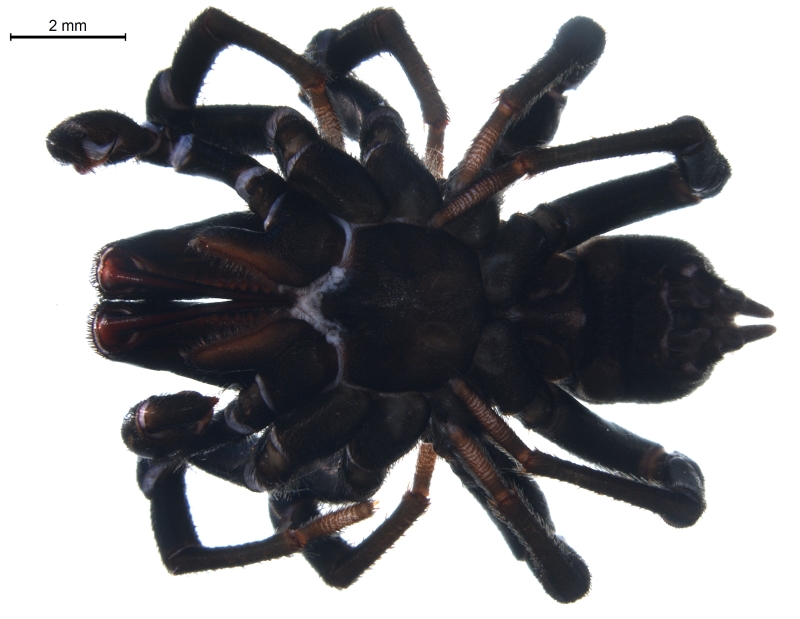 Sphodros niger The Arboretum