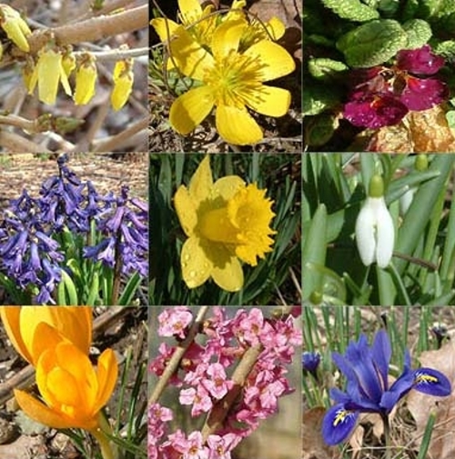 spring flowers Quiz