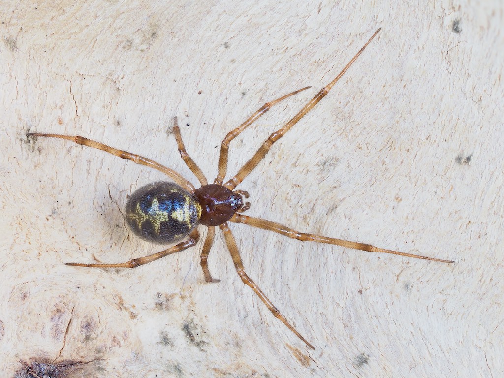 Steatoda triangulosa found in The Arboretum. Photo by John Reaume. 