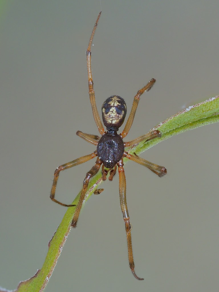 Steatoda triangulosa found in Rockwood, ON. Photo by John Reaume. 