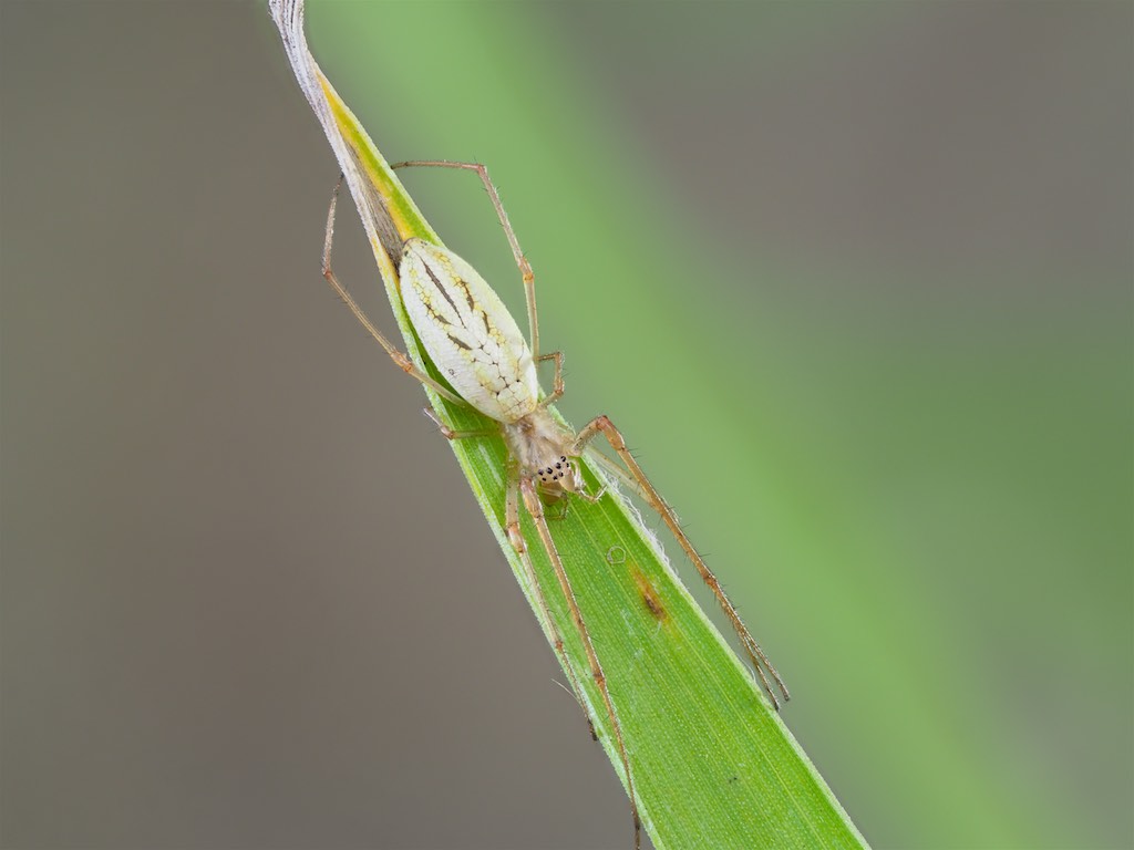 Immature Tetragnatha laboriosa found in The Arboretum. Photo by John Reaume. 