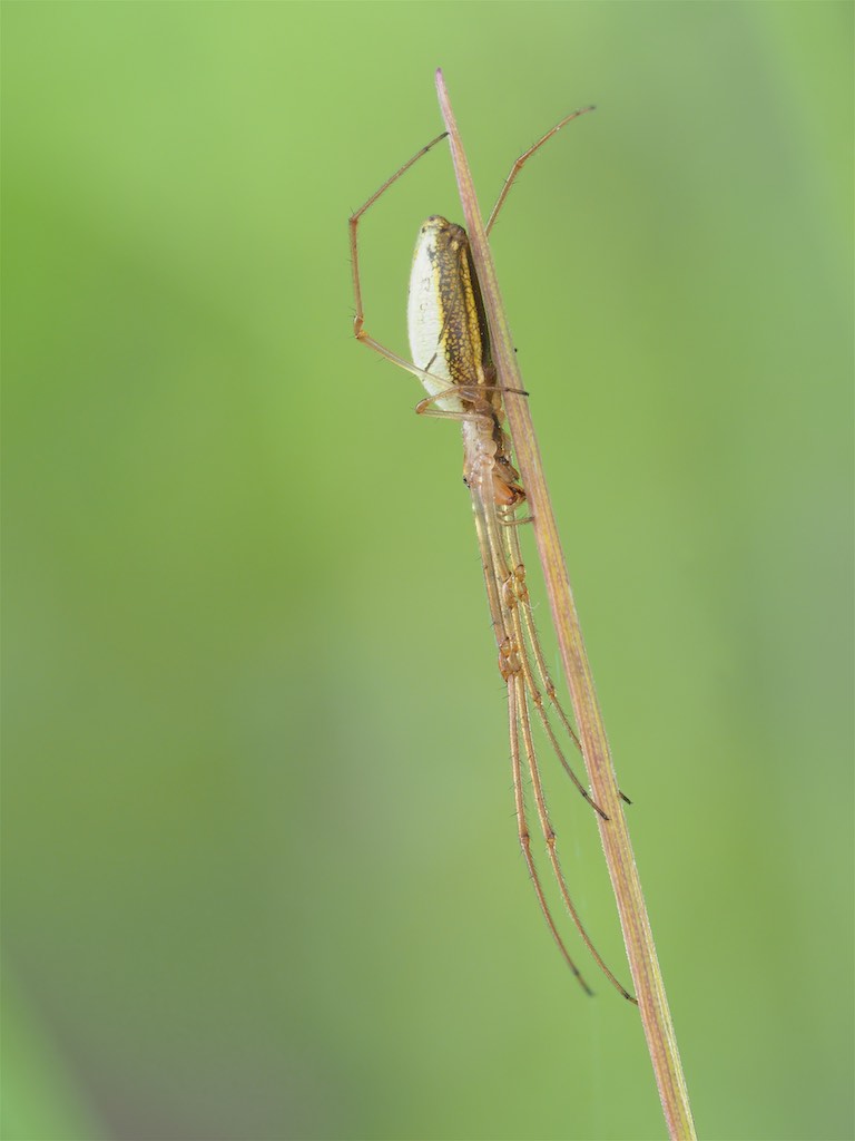 Immature Tetragnatha laboriosa found in The Arboretum. Photo by John Reaume. 