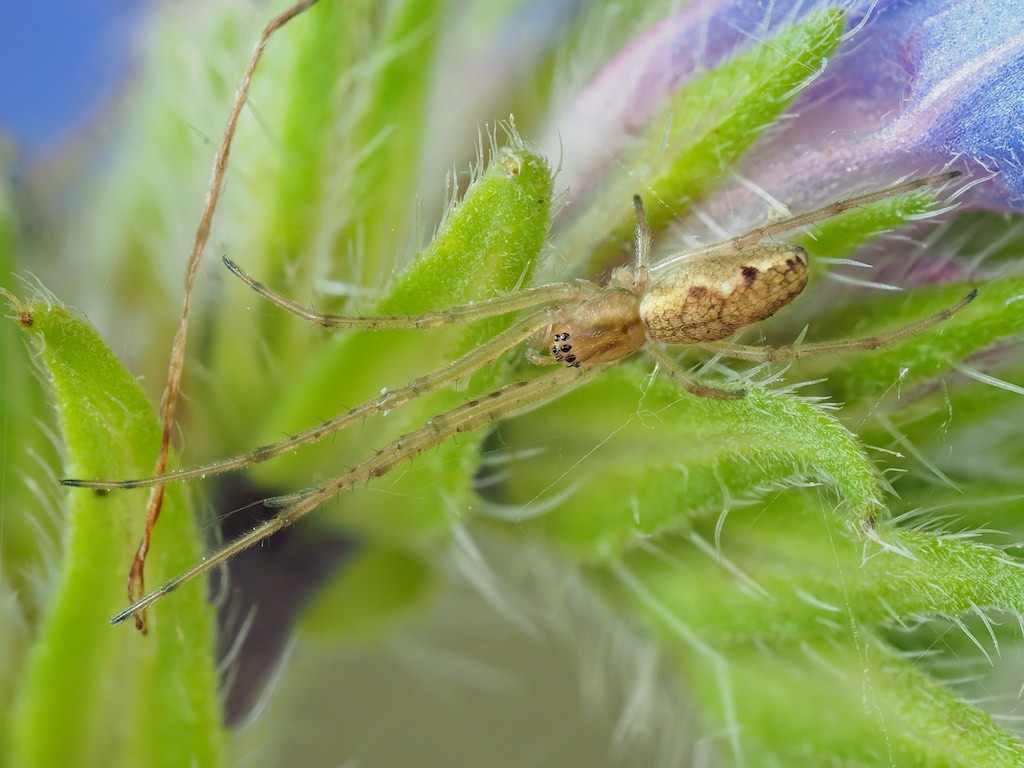 Immature Tetragnatha shoshone. Photo by John Reaume. 