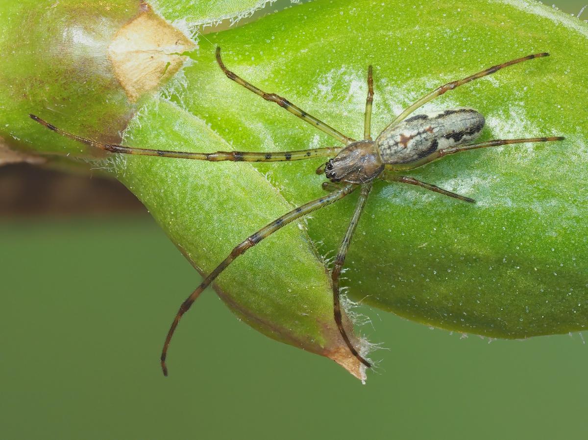 Immature Tetragnatha straminea. Photo by John Reaume. 