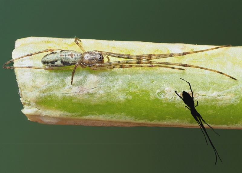 Tetragnathidae