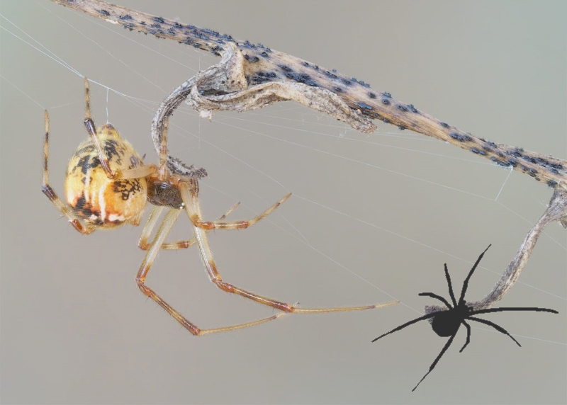 Theridiidae