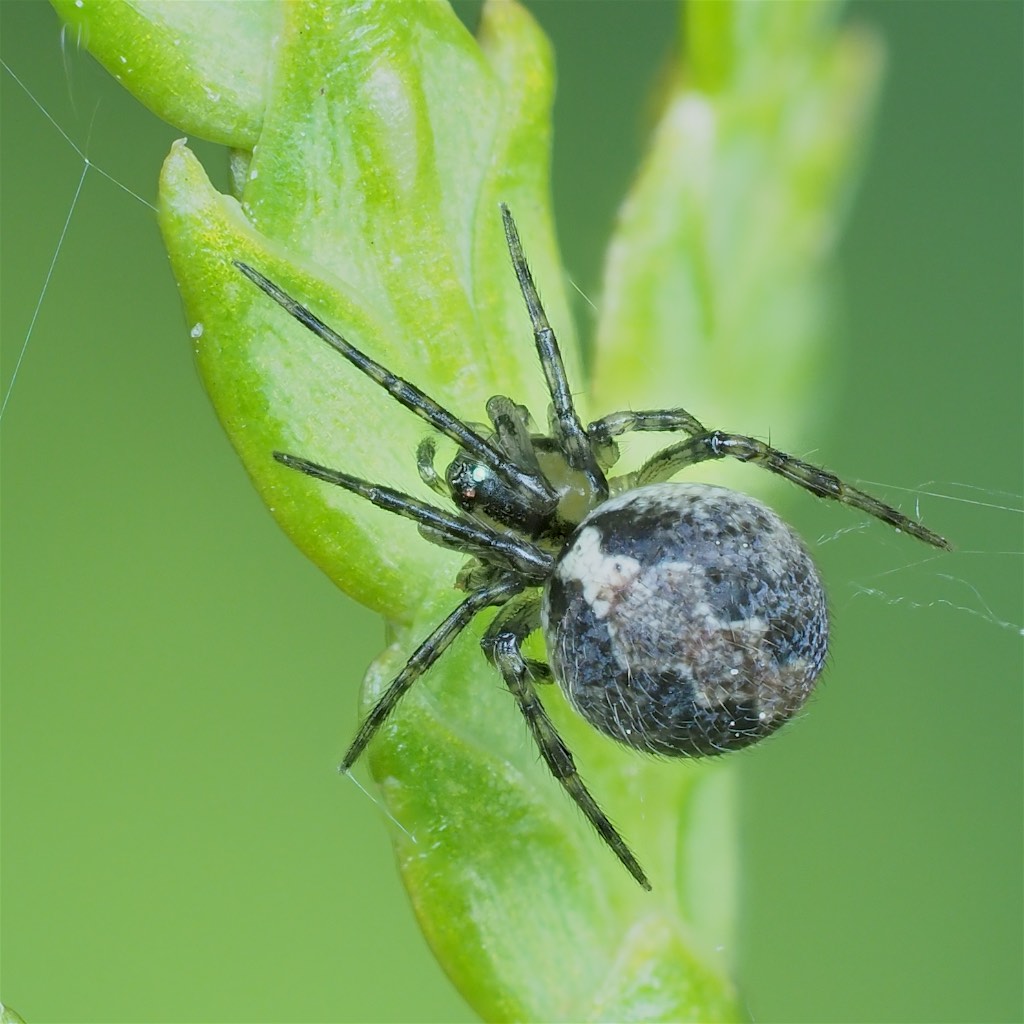 Theridion murarium found in The Arboretum. Photo by Chris Earley.  