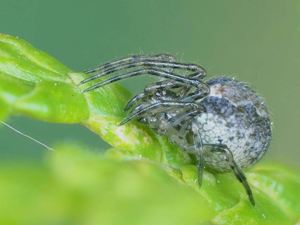 Theridion murarium found in The Arboretum. Photo by Chris Earley.  