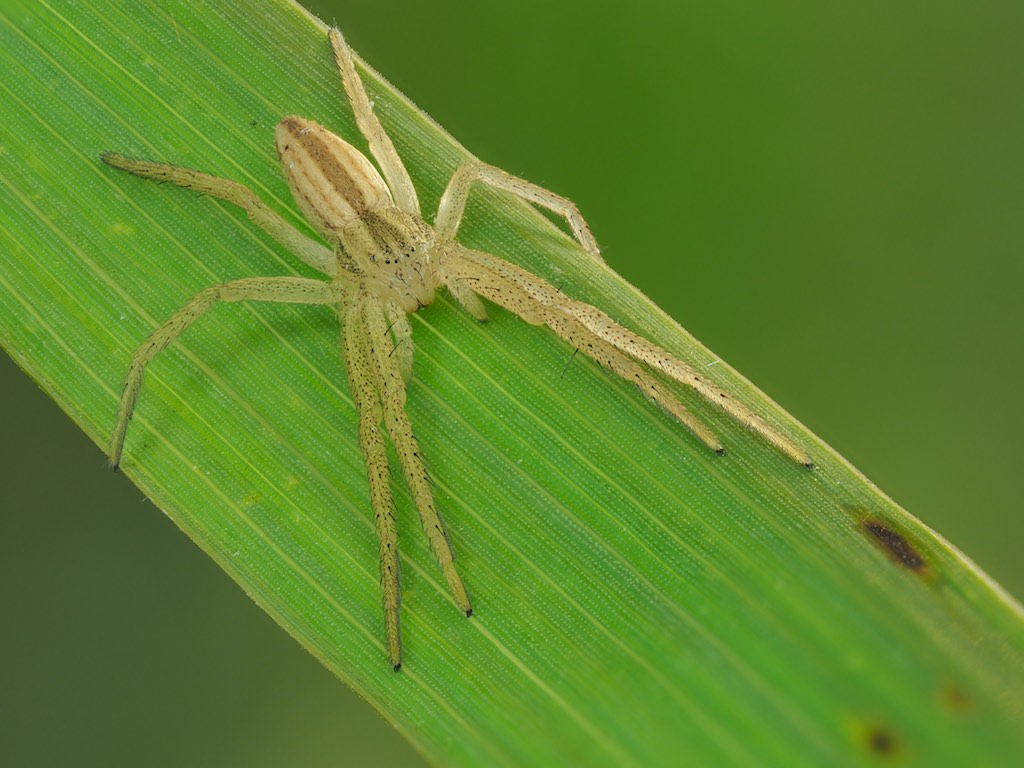 Immature Tibellus maritimus found in The Arboretum. Photo by John Reaume. 