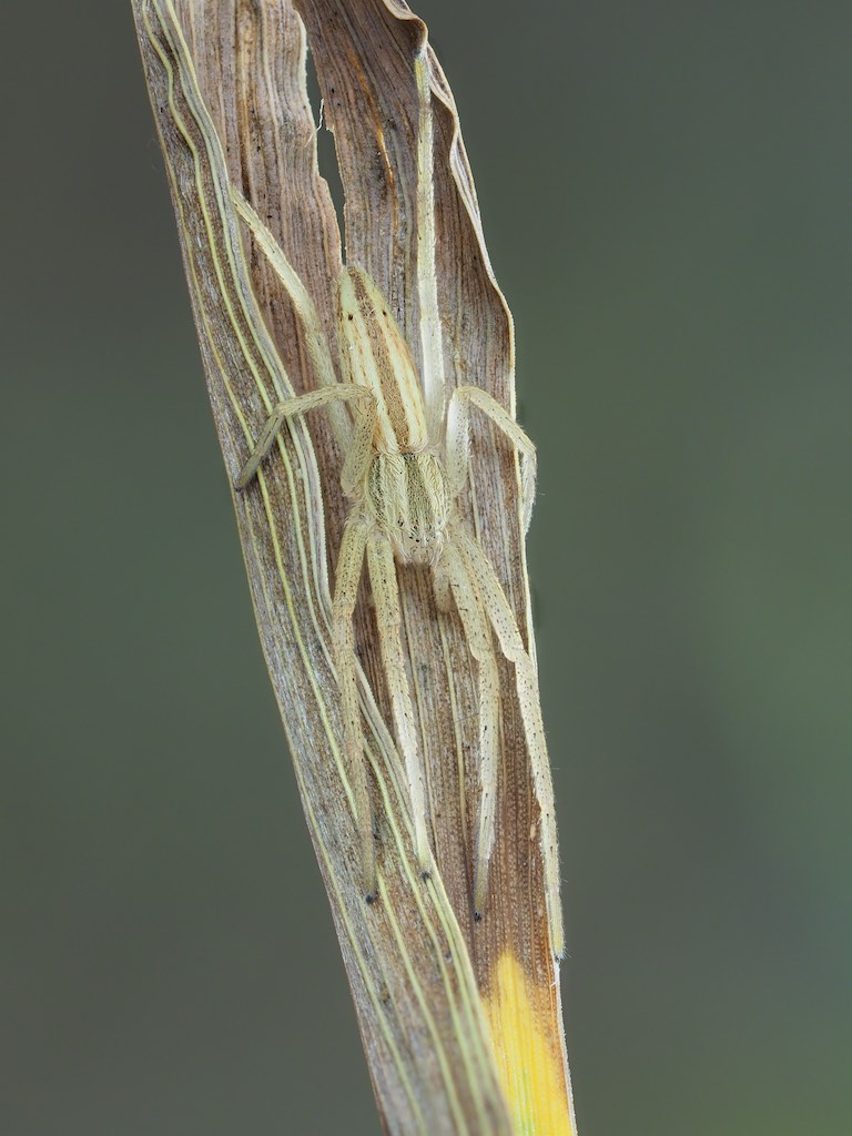Immature Tibellus maritimus found in The Arboretum. Photo by John Reaume. 