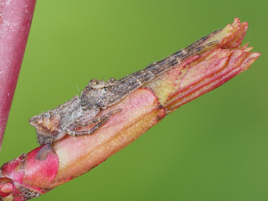 Tmarus angulatus (Angled Crab Spider). Photo by John Reaume. 