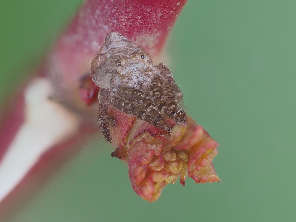 Tmarus angulatus (Angled Crab Spider). Photo by John Reaume. 