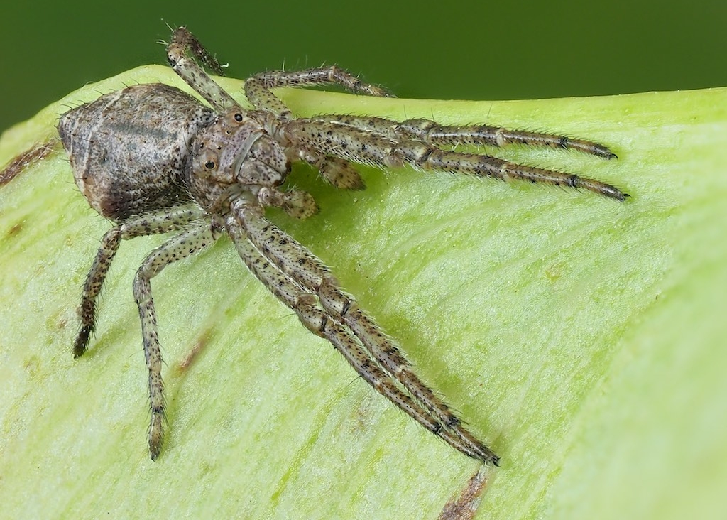 Tmarus angulatus (Angled Crab Spider). Photo by John Reaume. 