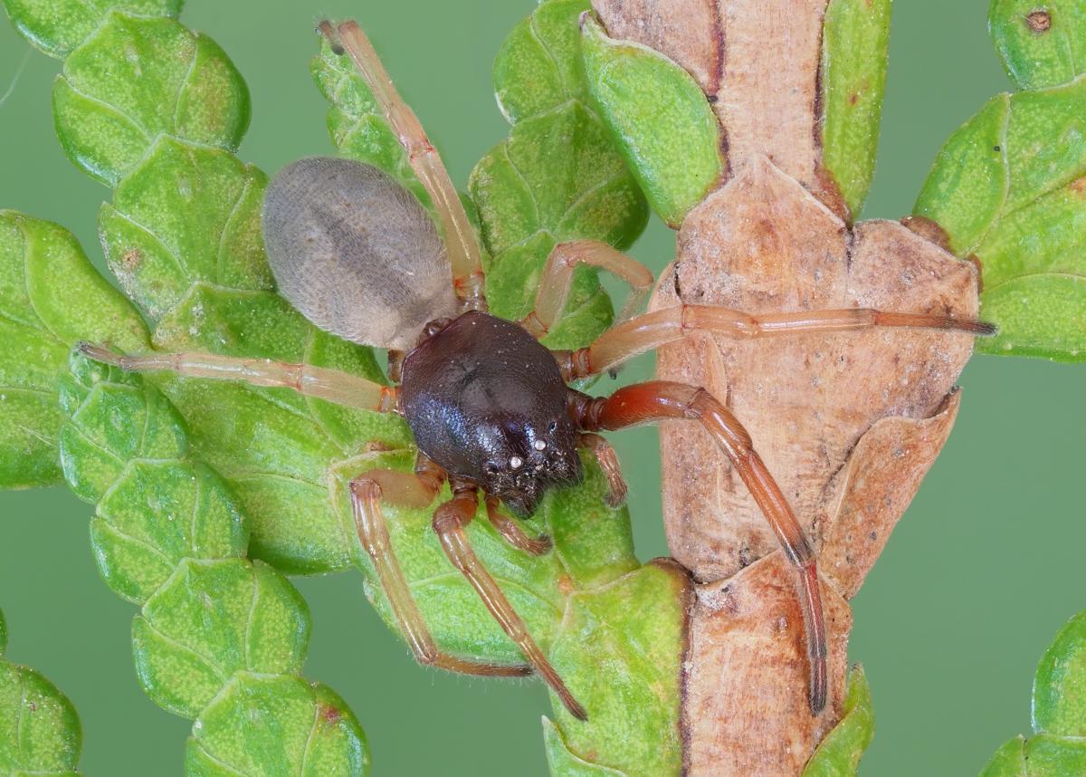 Trachelas tranquillus