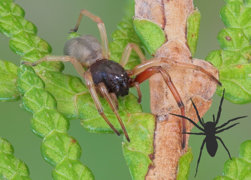 Trachelidae