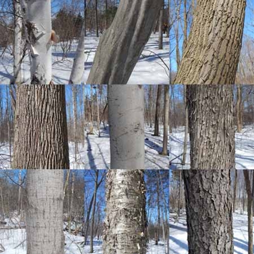 tree trunks Quiz