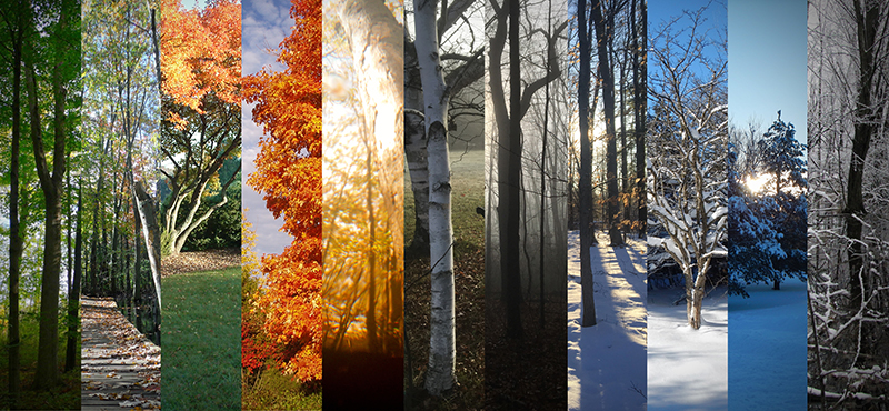trees through the seasons