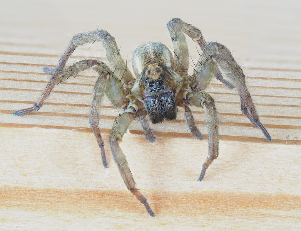 Trochosa terricola. Photo by John Reaume. 