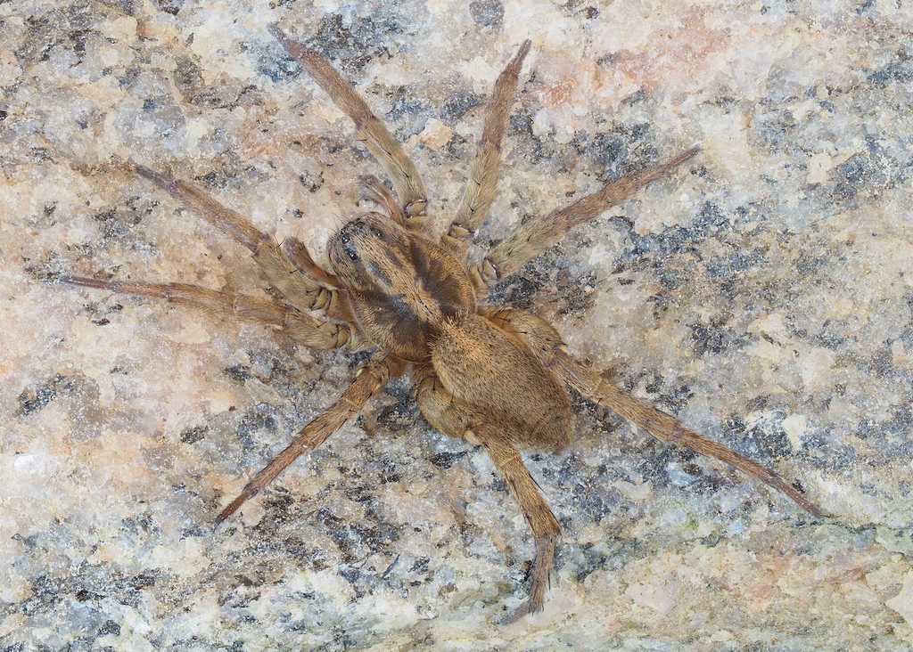 Trochosa terricola. Photo by John Reaume. 