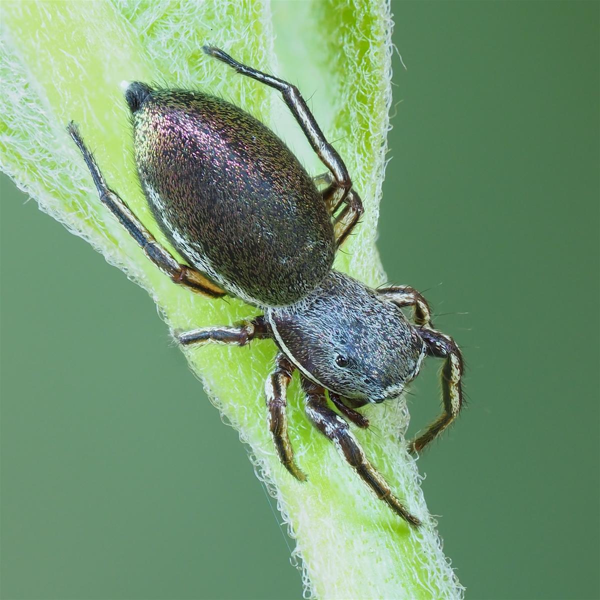 Female Tutelina similis found in The Arboretum. Photo by John Reaume. 