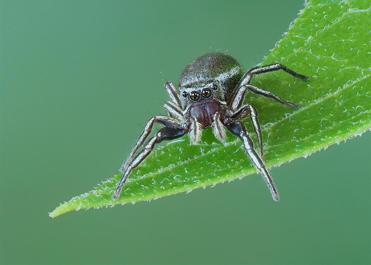 Female Tutelina similis found in The Arboretum. Photo by John Reaume. 