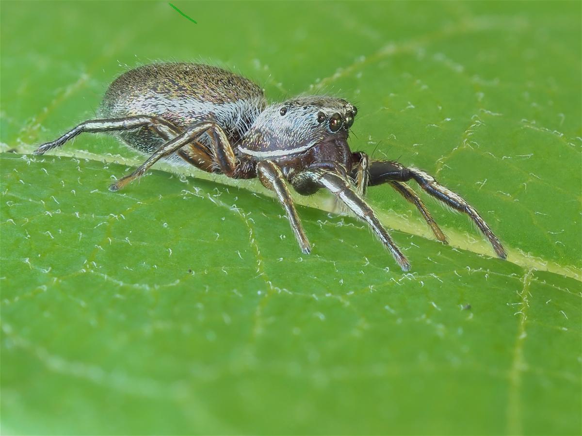 Female Tutelina similis found in The Arboretum. Photo by John Reaume. 