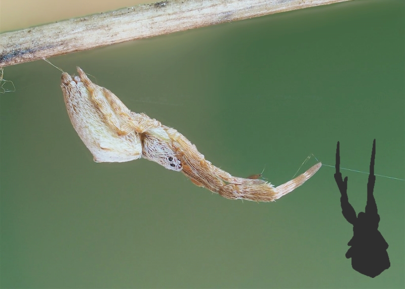 Uloboridae