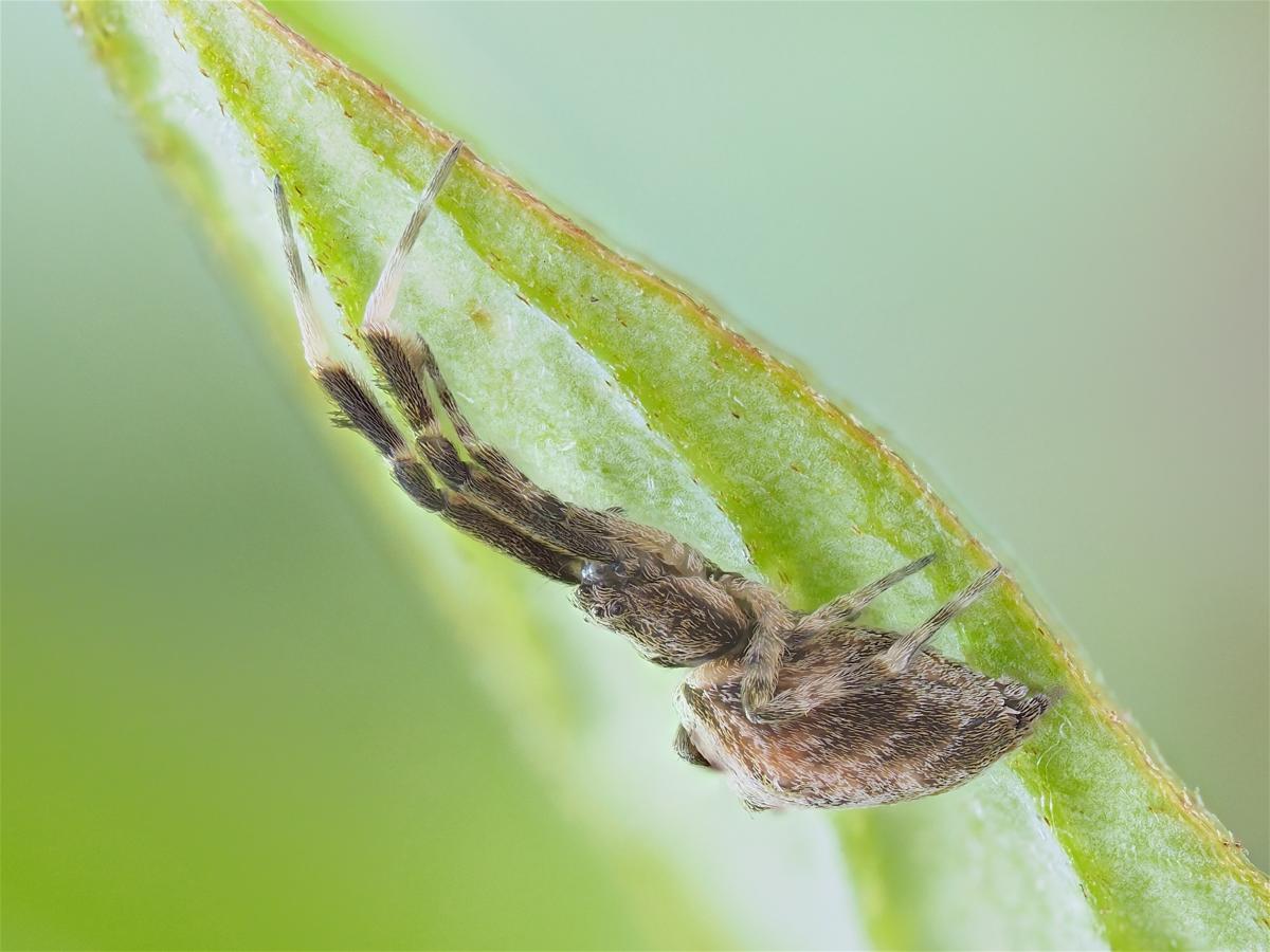 Uloborus glomosus (Featherlegged Orbweaver). Photo by John Reaume. 