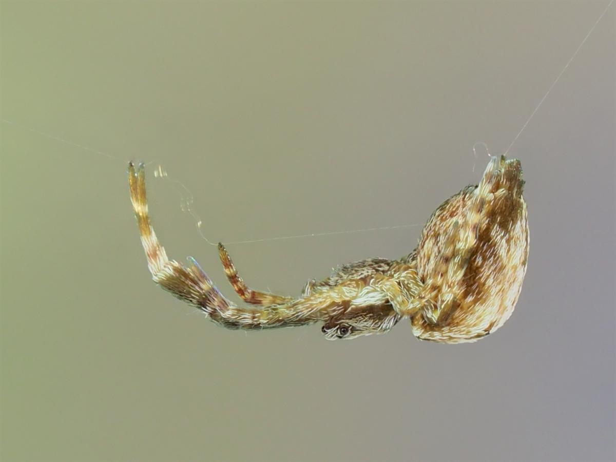 Uloborus glomosus (Featherlegged Orbweaver). Photo by John Reaume. 