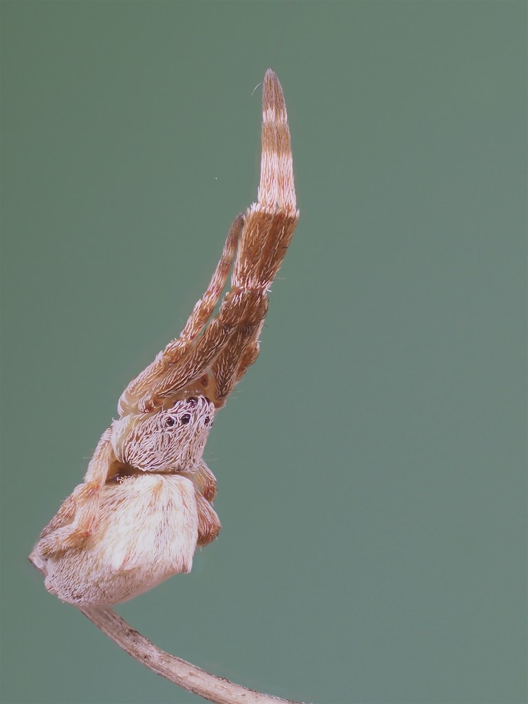 Uloborus glomosus (Featherlegged Orbweaver). Photo by John Reaume. 