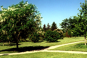 Distinctive plants in the World of Trees  collection include this yellowwood  Cladrastis lutea and in the background  alpine laburnum, Laburnum alpinum  blooming during summer solstice. 