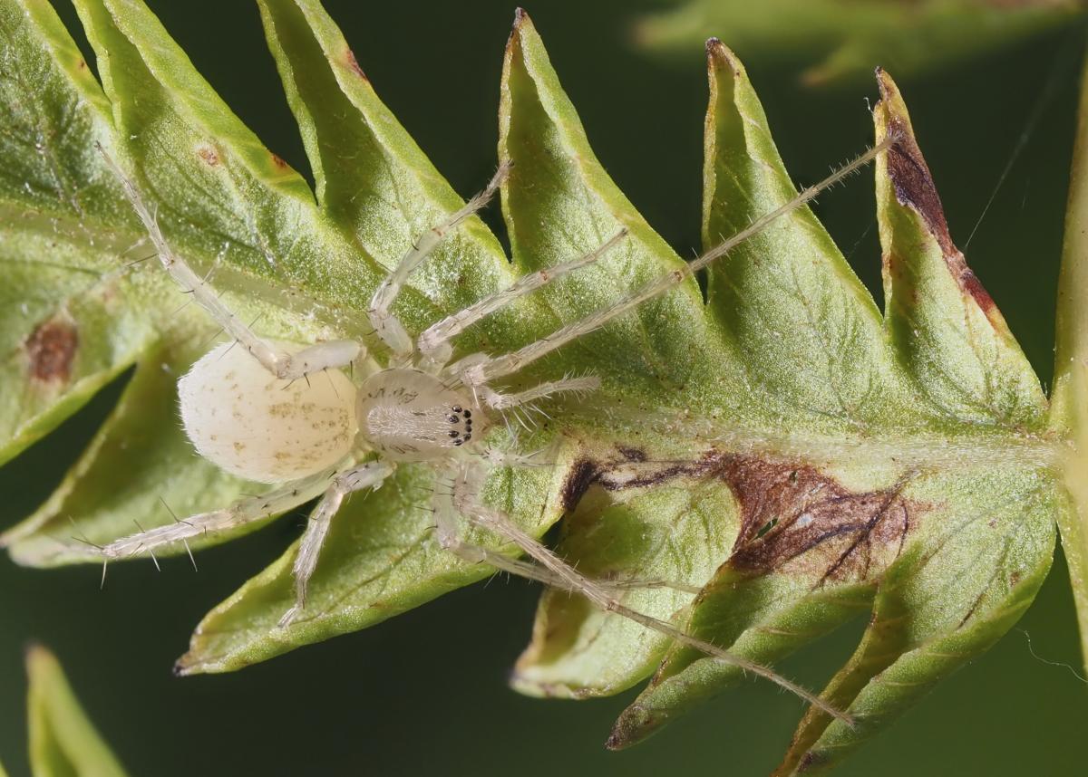 Wulfila saltabundus (Foliage Spider). Photo by John Reaume. 