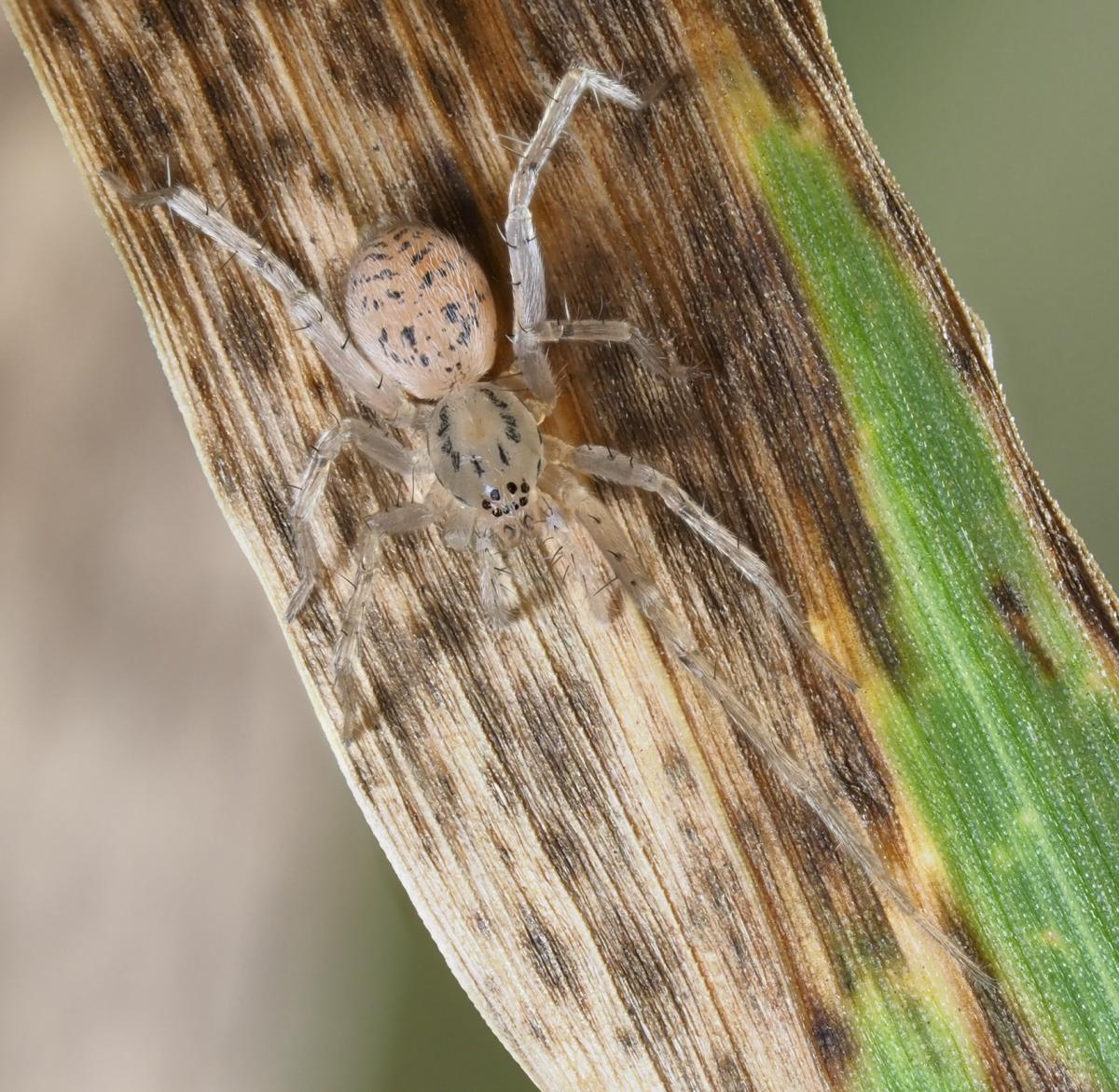 Wulfila saltabundus