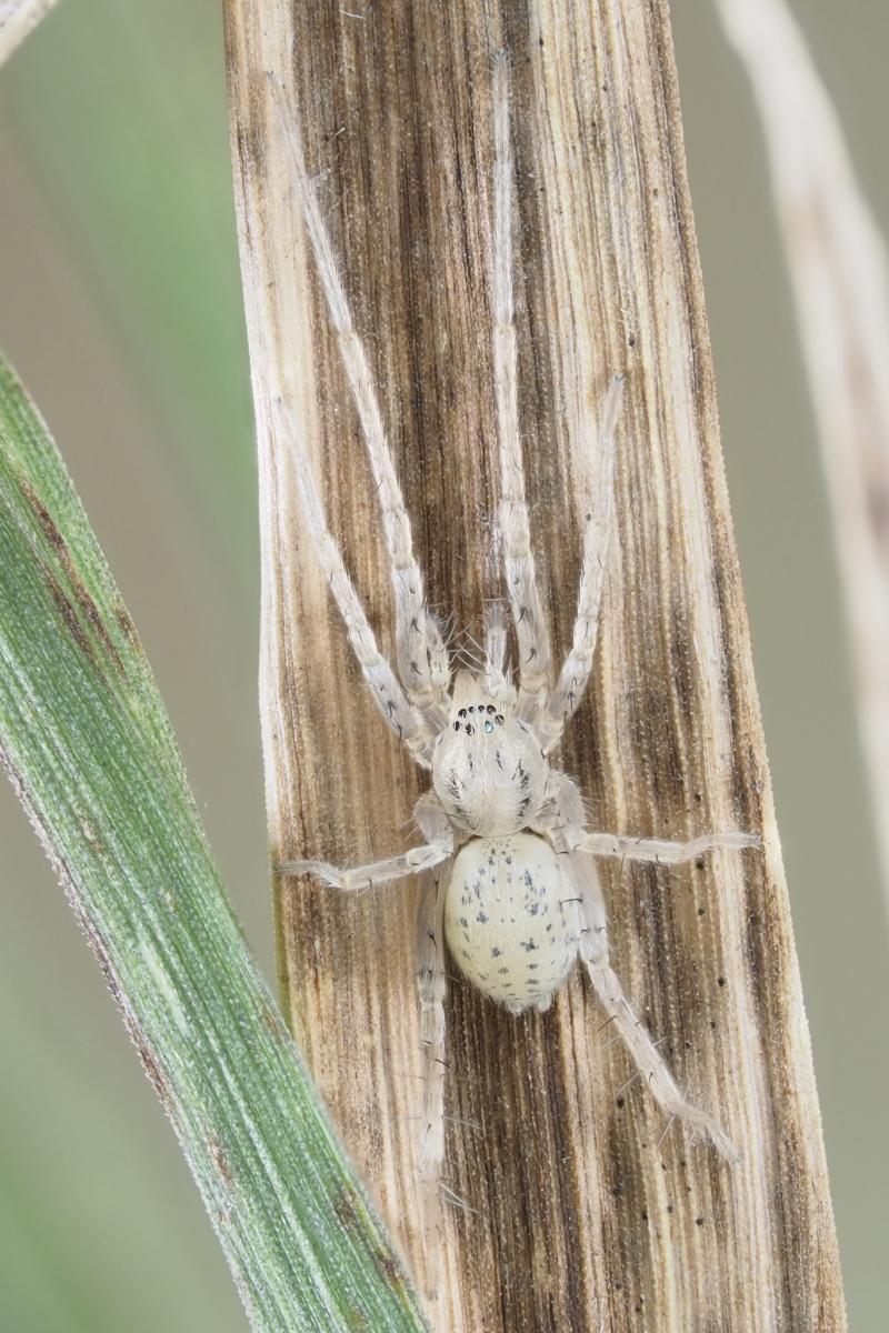 Wulfila saltabundus