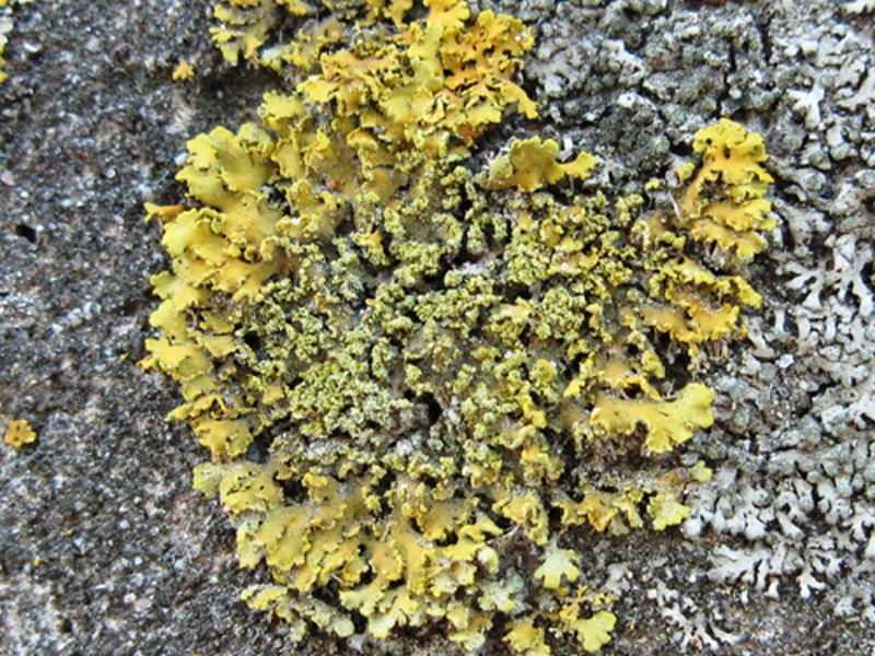 Powdery Sunburst Lichen, Xanthomendoza ulophyllodes.