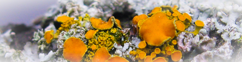 Pin-cushion sunburst lichen