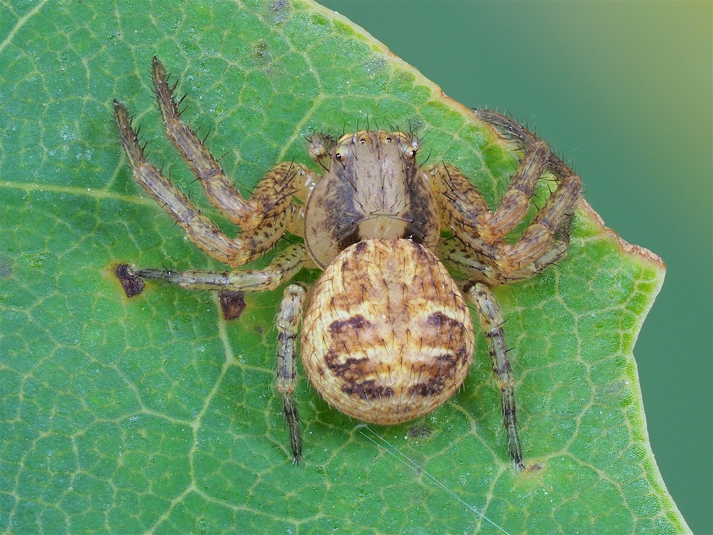 Xysticus elegans found at Algonquin Provincial Park. Photo by John Reaume. 